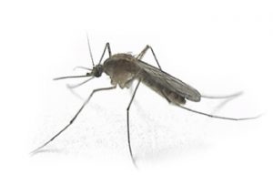 Komáre, ako vysoko obťažujúci hmyz, nám znepríjemňujú život 