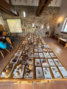 Návštevníci výstavy mali možnosť obdivovať stovky druhov húb, vrátane takých, ktoré doteraz nepoznali. Foto: S. Ihringová